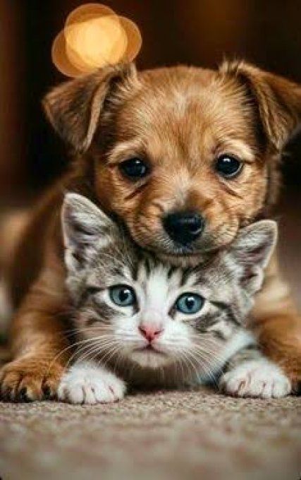 Soin magnétisme sur animaux